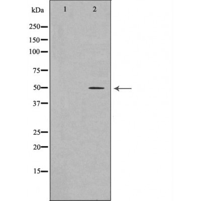 Donkey Anti-Goat IgG antibody (HRP). GTX232040-01