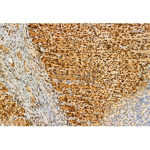 Donkey Anti-Goat IgG antibody (HRP). GTX232040-01