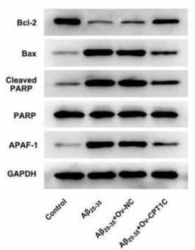 Donkey Anti-Goat IgG antibody (HRP). GTX232040-01
