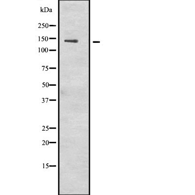 Donkey Anti-Goat IgG antibody (HRP). GTX232040-01