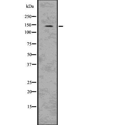 Donkey Anti-Goat IgG antibody (HRP). GTX232040-01
