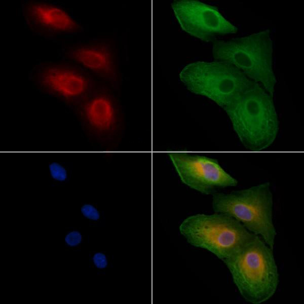 Donkey Anti-Goat IgG antibody (HRP). GTX232040-01