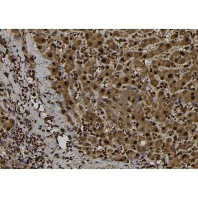 Donkey Anti-Goat IgG antibody (HRP). GTX232040-01