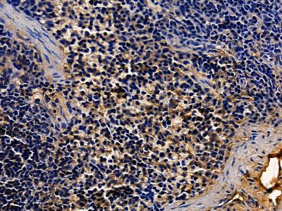 Donkey Anti-Goat IgG antibody (HRP). GTX232040-01