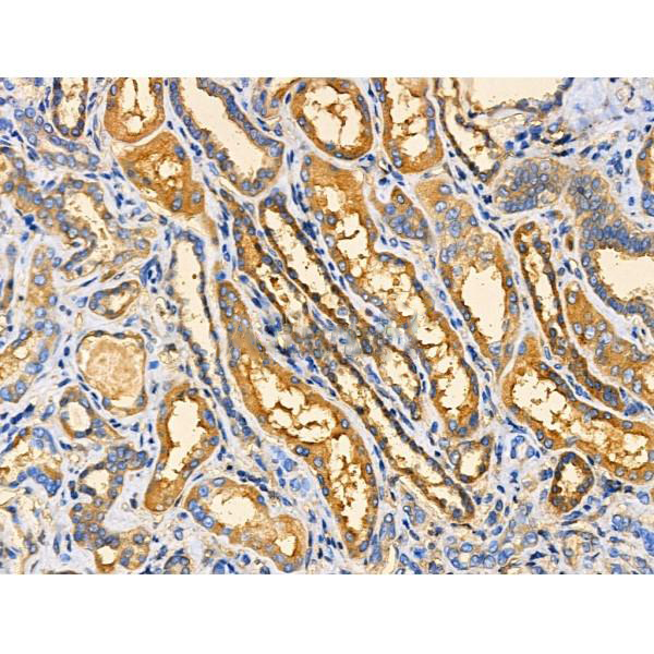 Donkey Anti-Goat IgG antibody (HRP). GTX232040-01