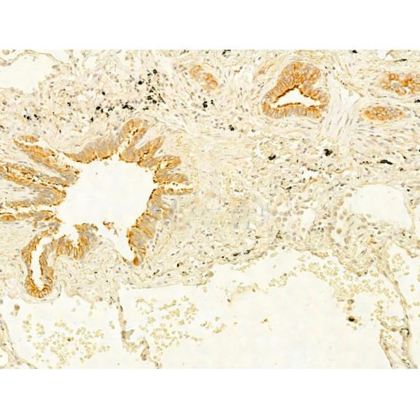 Donkey Anti-Goat IgG antibody (HRP). GTX232040-01