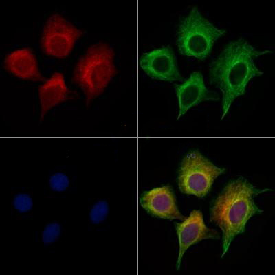 Donkey Anti-Goat IgG antibody (HRP). GTX232040-01