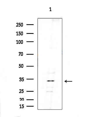 Donkey Anti-Goat IgG antibody (HRP). GTX232040-01