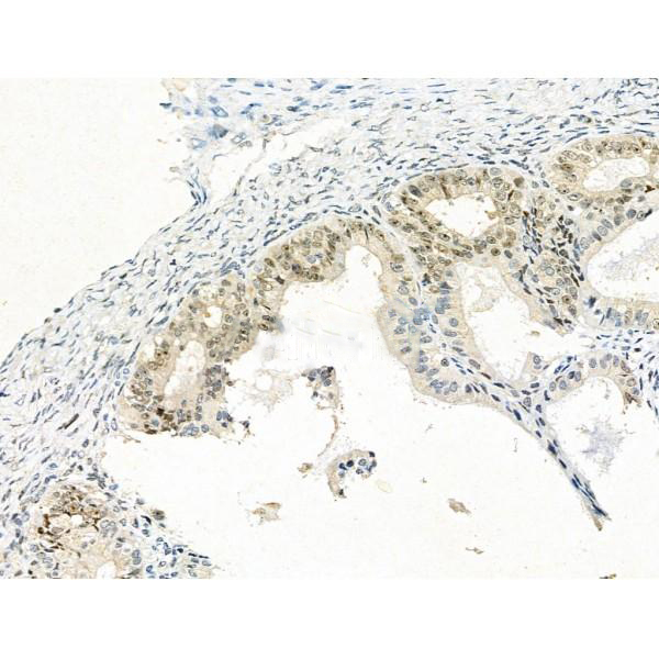 Donkey Anti-Goat IgG antibody (HRP). GTX232040-01