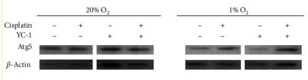Donkey Anti-Goat IgG antibody (HRP). GTX232040-01