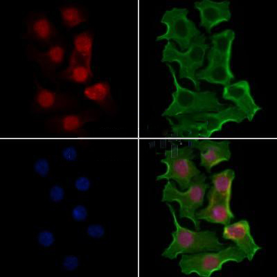 Donkey Anti-Goat IgG antibody (HRP). GTX232040-01