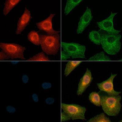 Donkey Anti-Goat IgG antibody (HRP). GTX232040-01