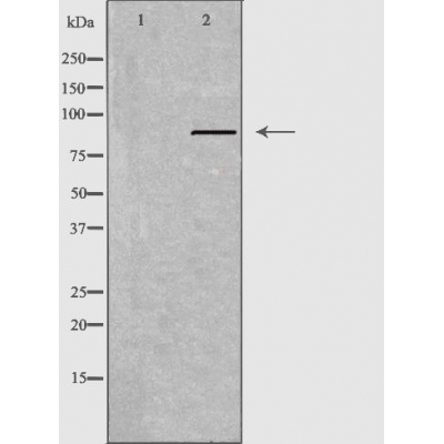 Donkey Anti-Goat IgG antibody (HRP). GTX232040-01
